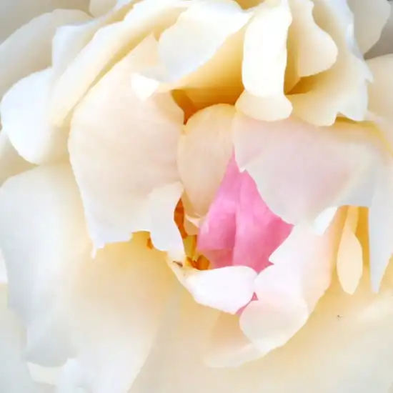 Trandafiri online - Alb - trandafir englezesti - trandafir cu parfum discret - Rosa White Mary Rose - David Austin - Trandafir englezesc Alb. Bobocul este roz pal,înflorit devine alb.Înflorește grupat și are structură ușoară de crengi